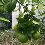 Dalmatinska Kuca Terace Nyaraló Skradin